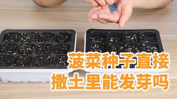 菠菜如何撒种子w（菠菜怎么撒种子）