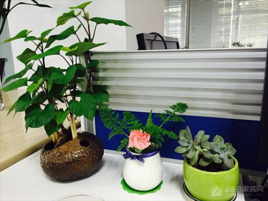 办公室植物如何摆放（请问办公室摆放植物有什么讲究）-图2