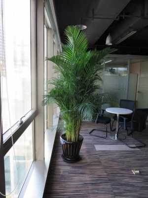 办公室植物如何摆放（请问办公室摆放植物有什么讲究）-图1