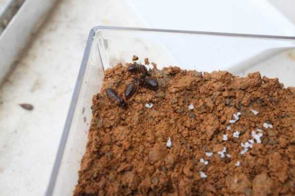 如何养殖白蚂蚁（白蚁饲养视频）