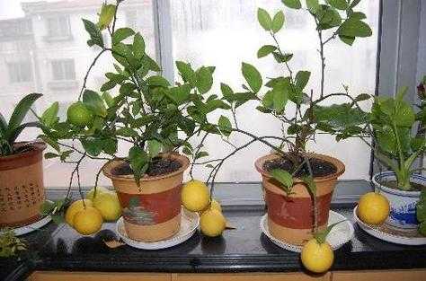 柠檬树家庭如何养殖（柠檬树的养殖方法盆栽生长期）