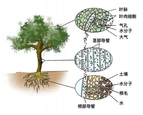 树木如何生长（树木如何长高）-图2