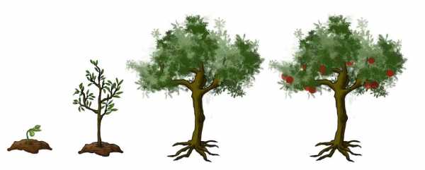 树木如何生长（树木如何长高）-图3