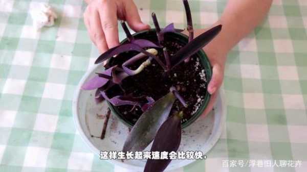 紫竹梅如何繁殖（紫竹梅如何繁殖和扦插）