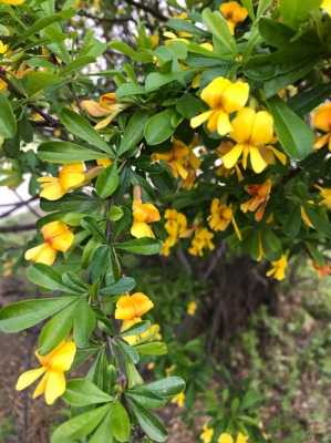 锦鸡花如何修剪（锦鸡花种植）-图2