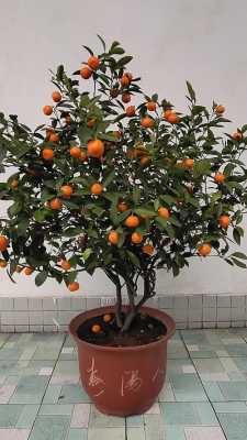 盆栽如何养金橘（盆养金桔）-图3