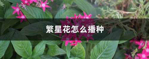 繁星花如何繁殖（繁星花怎么扦插）