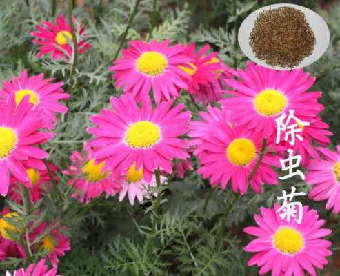 如何给花草除虫（如何给花草除虫最有效）