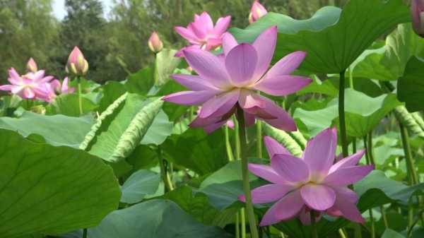 如何快速繁殖水芙蓉（如何快速繁殖水芙蓉品种）-图3