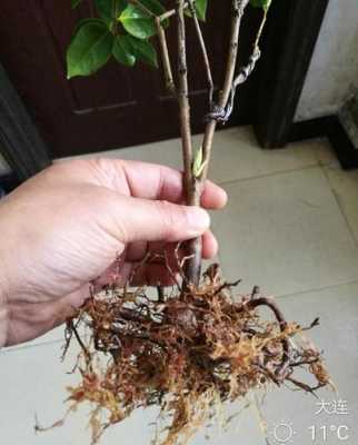 如何防止植物根系烂掉（如何防止植物根系烂掉的方法）-图1