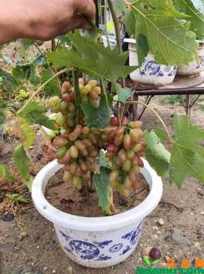 盆栽葡萄如何种植（盆栽葡萄种植技术与管理）