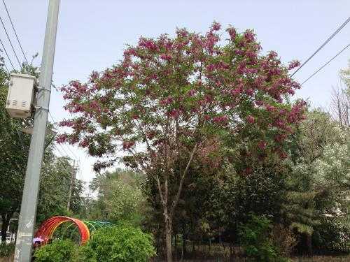 香花槐前景如何（香花槐的缺点）