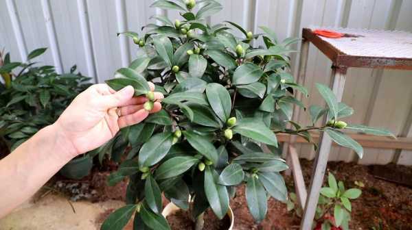 盆栽茶花花期如何浇水（茶花花期怎样浇水）