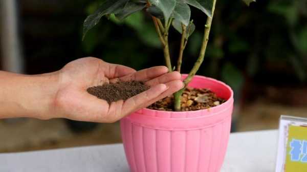 茶花土质板结如何浇水（茶花用土的配置方法及标准）