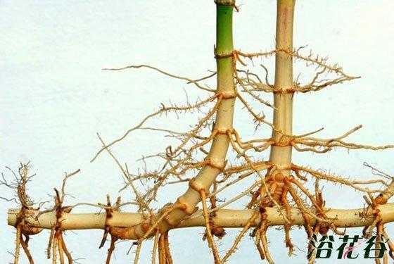 竹子根如何栽种（竹子根如何栽种视频）-图1