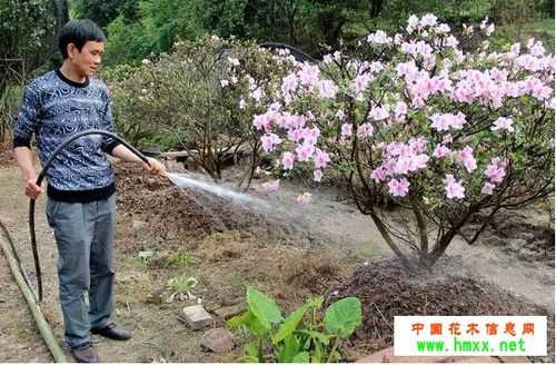 花卉移植如何浇水（移植花木浇水）