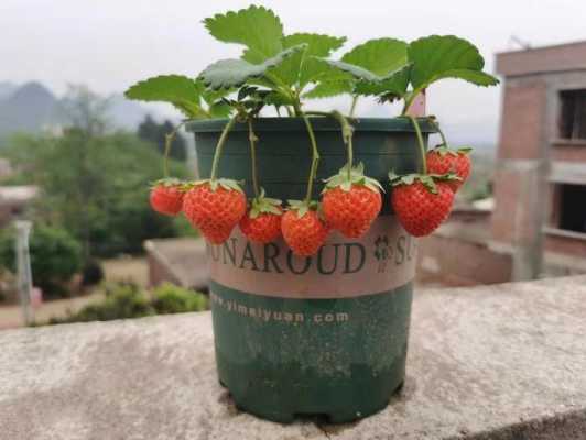 这个季节如何种草莓（这个季节种草莓能活吗）