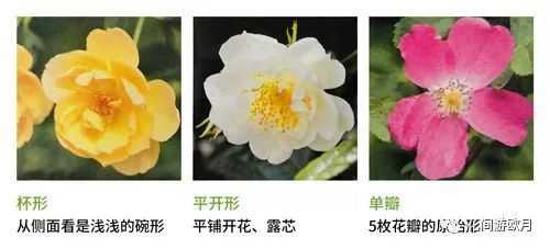 如何改变花色花型花期（怎样改变花瓣的颜色）-图2