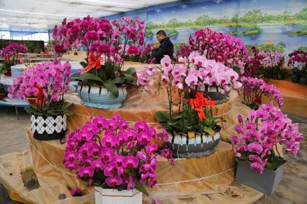 如何去广州花卉市场（如何去广州花卉市场坐公交车）