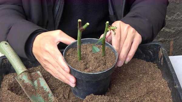 月季花水培如何生根（月季花水培生根图片）