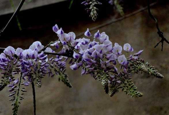 紫藤花是如何开花的（紫藤花开的过程）