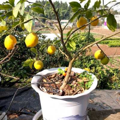 如何嫁接盆栽橘子柠檬（如何嫁接盆栽橘子柠檬树）-图1