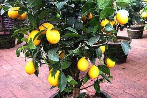 如何嫁接盆栽橘子柠檬（如何嫁接盆栽橘子柠檬树）-图3
