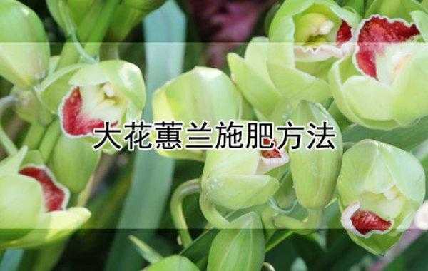 大叶蕙兰如何施肥（大叶蕙兰的栽培技术要点）