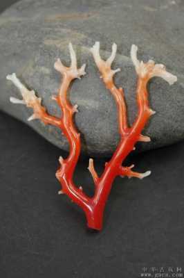 叉枝干星珊瑚如何繁殖（红珊瑚枝叉）