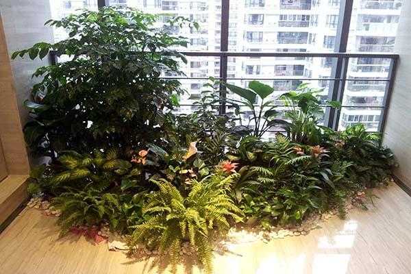 办公室如何摆放植物（办公室如何摆放植物风水）-图3