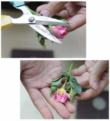 如何移植一个花（教你一招如何移植各种花）-图2