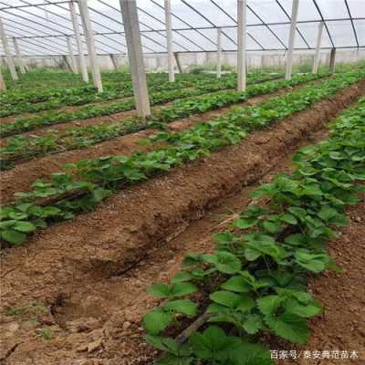阳台草莓苗如何施肥（家庭阳台草莓种植如何施肥）-图1