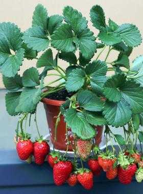 阳台草莓苗如何施肥（家庭阳台草莓种植如何施肥）-图2