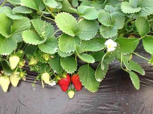 阳台草莓苗如何施肥（家庭阳台草莓种植如何施肥）-图3