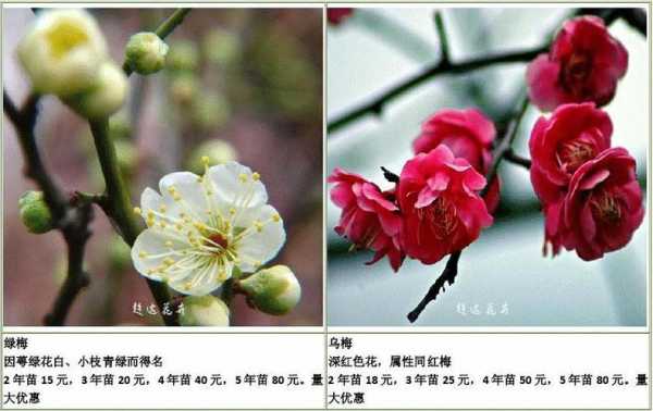 梅花如何分类（梅花分类方法）-图2