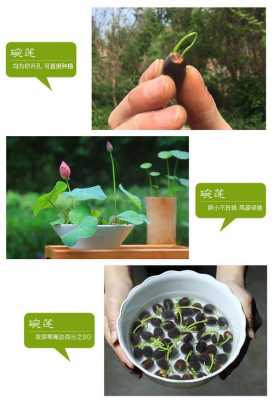 如何培育碗莲（如何培育碗莲花荷花种子）-图1