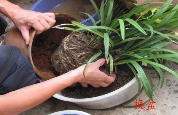 如何帮花草换盆（怎么给花换盆不伤根）-图3