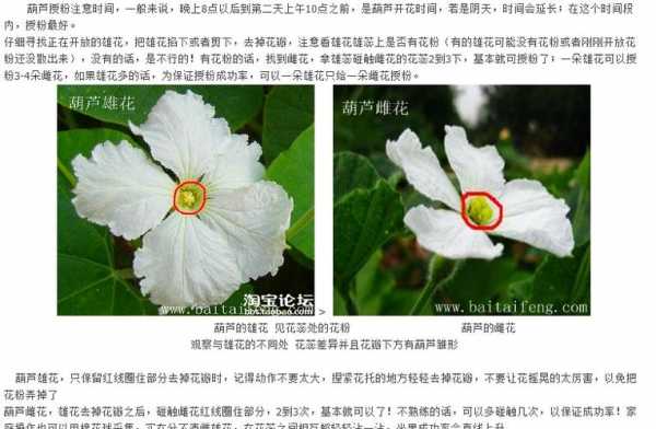 葫芦如何判断哪个是花（葫芦怎么看雌雄花）-图1