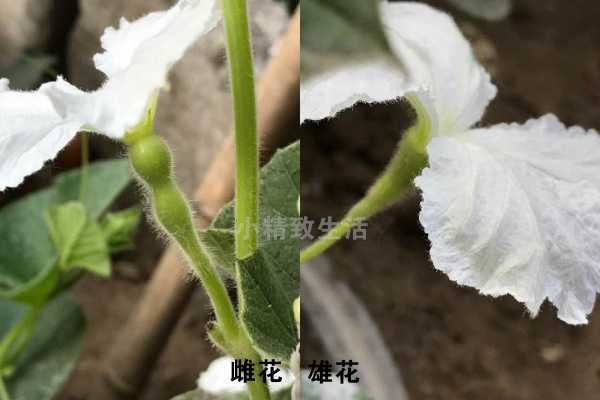 葫芦如何判断哪个是花（葫芦怎么看雌雄花）-图2