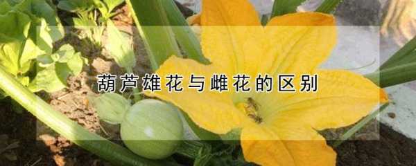 葫芦如何判断哪个是花（葫芦怎么看雌雄花）-图3