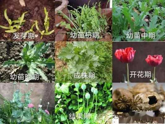 罂粟如何盆栽（罂粟花盆怎样种植方法）