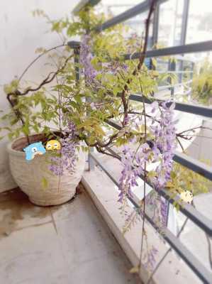 如何在阳台种植紫藤花（在阳台怎样种植紫藤花）-图3