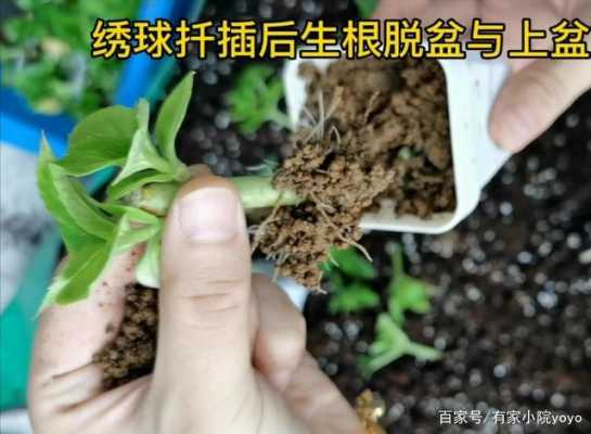 绣球如何生根（绣球如何生根发芽快）