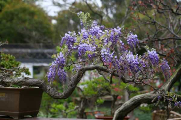 如何制作紫藤花盆景（紫藤花制作方法）