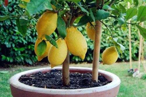 如何种柠檬树（怎样种柠檬树种植方法）