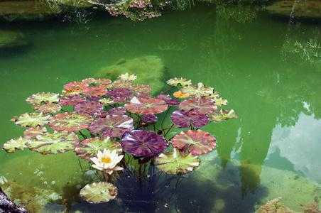 水池如何养殖睡莲（水池睡莲的种植方法）