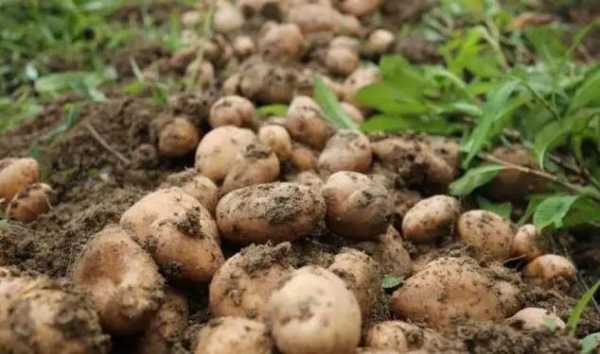 如何养殖土豆（如何养殖土豆苗）-图3