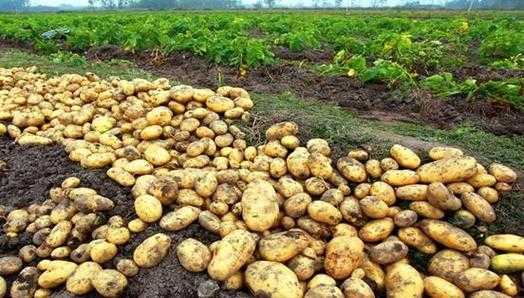 如何养殖土豆（如何养殖土豆苗）-图2