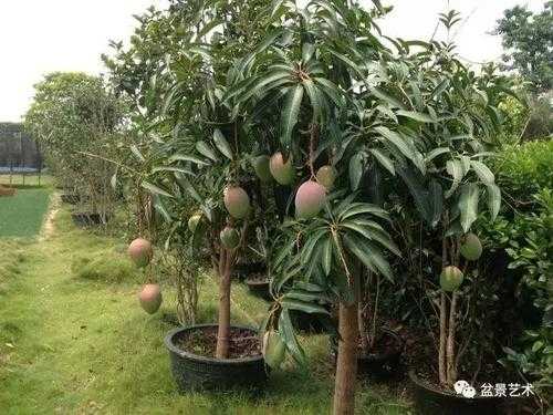 芒果树如何养殖（芒果树怎么养殖?）