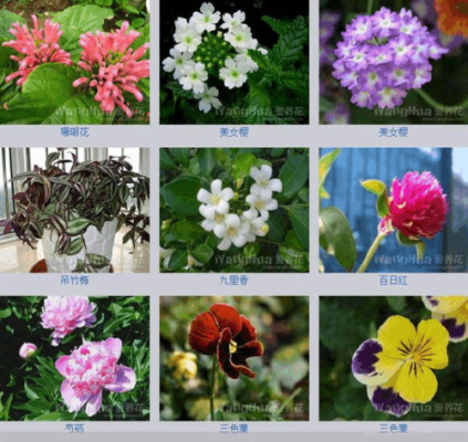 如何了解花卉的种类（花卉的分类方法有哪几种）-图1